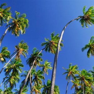 Meet your Posher, Joy